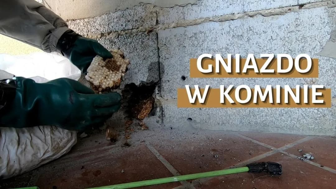 Jak usunąć gniazdo kawek z komina bez łamania prawa i ryzyka